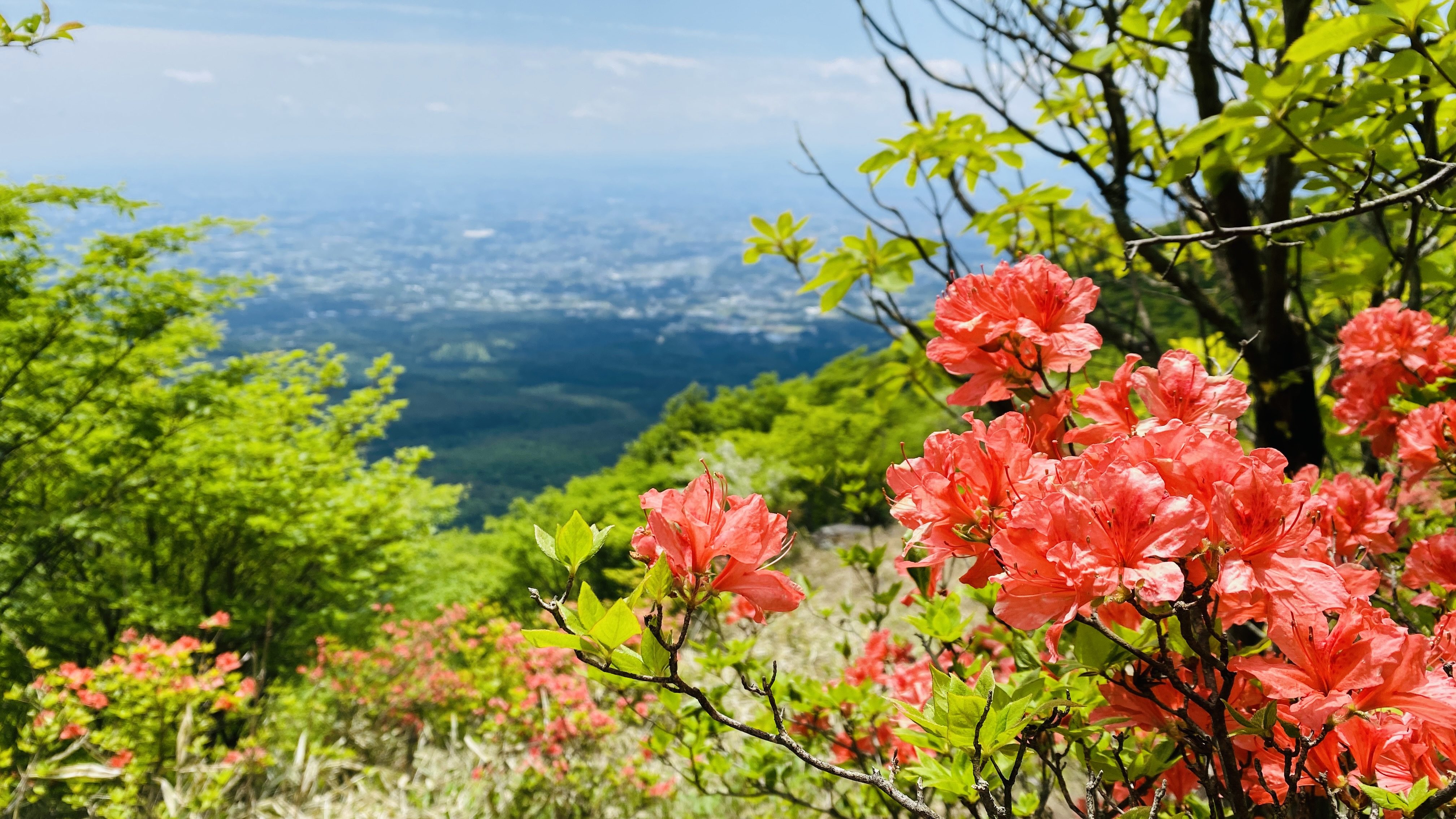 Azaleas in foreground with cityscape in background
